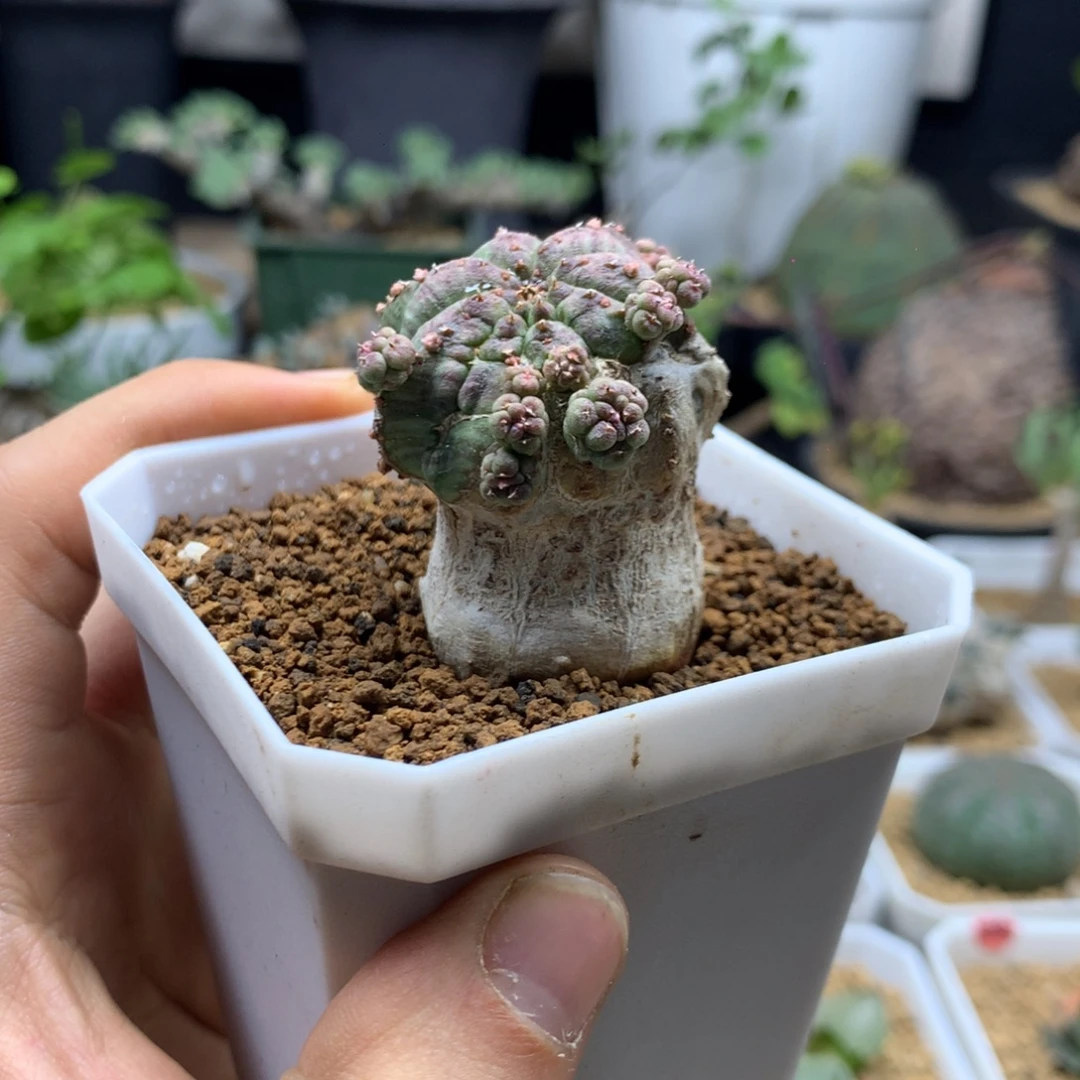 侧芽胭脂布纹球带盆