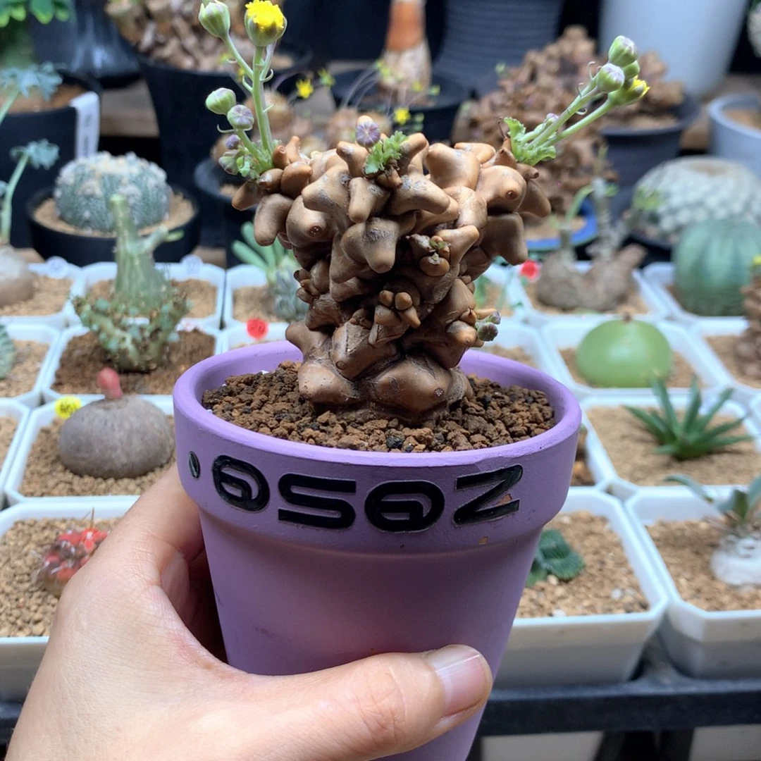 蛮鬼塔厚敦菊带盆紫