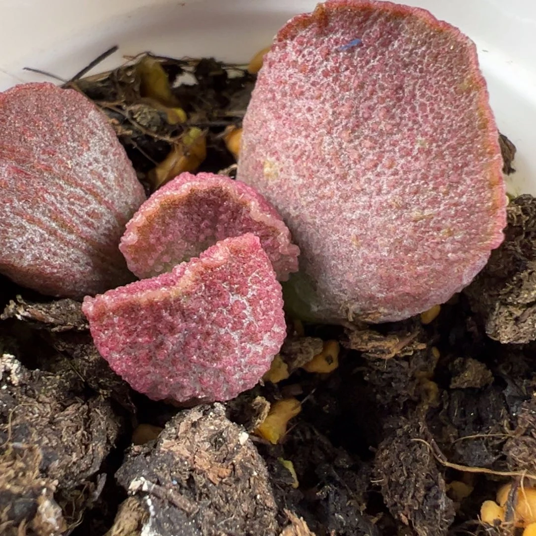 实生底叶苗纹路款多肉植物水泡