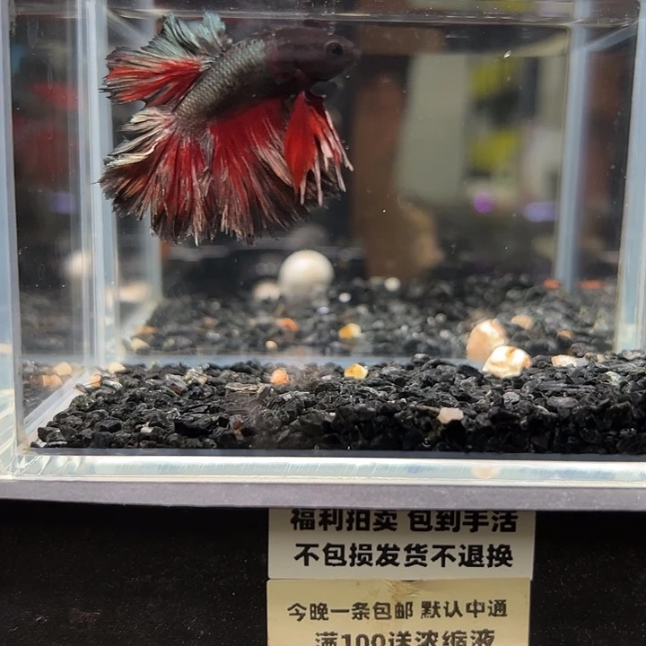 斗鱼竞拍跑单拉黑29日92