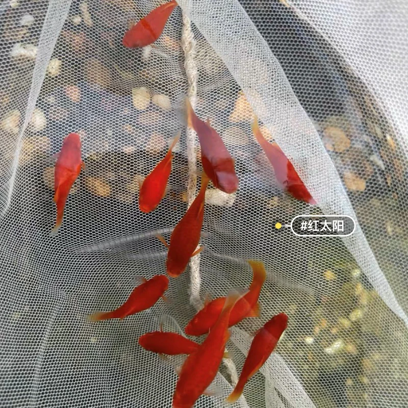 太阳球淡水观赏鱼