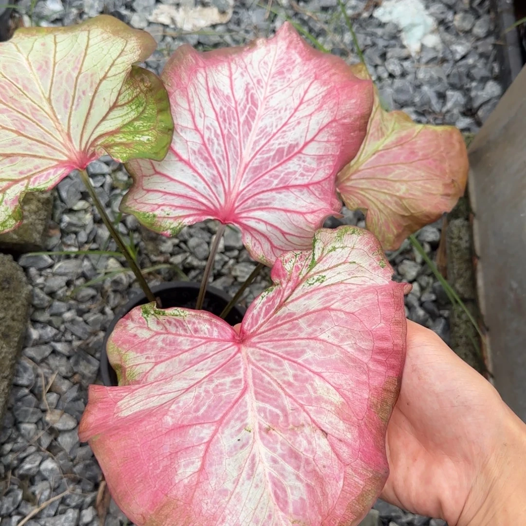 完全开放纯洁的心，脱土裸根发