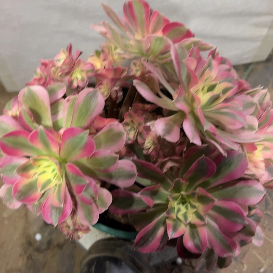 多肉366植物的女巫母本