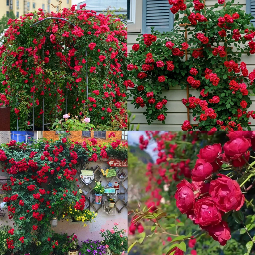 【木香花】无刺爬藤 花量大花期长 庭院造景(新疆西藏不包邮)