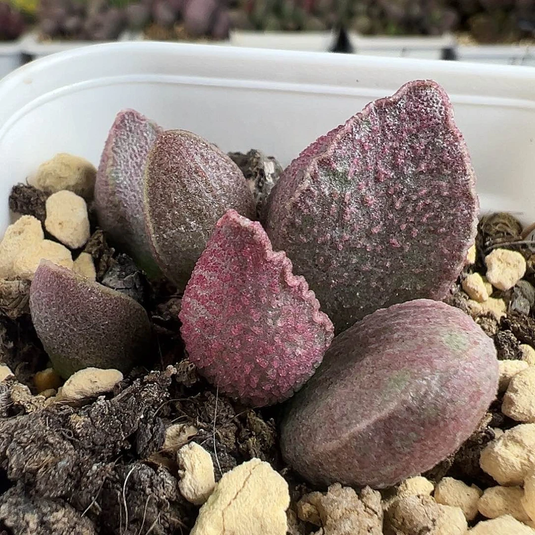 粉红猪肝多肉植物