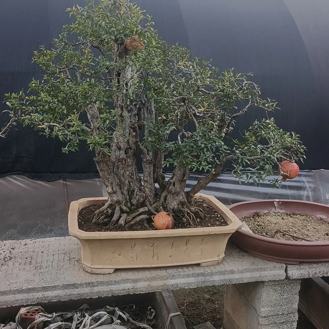 以实际为准丛林式山石榴红袍年功老桩盆景