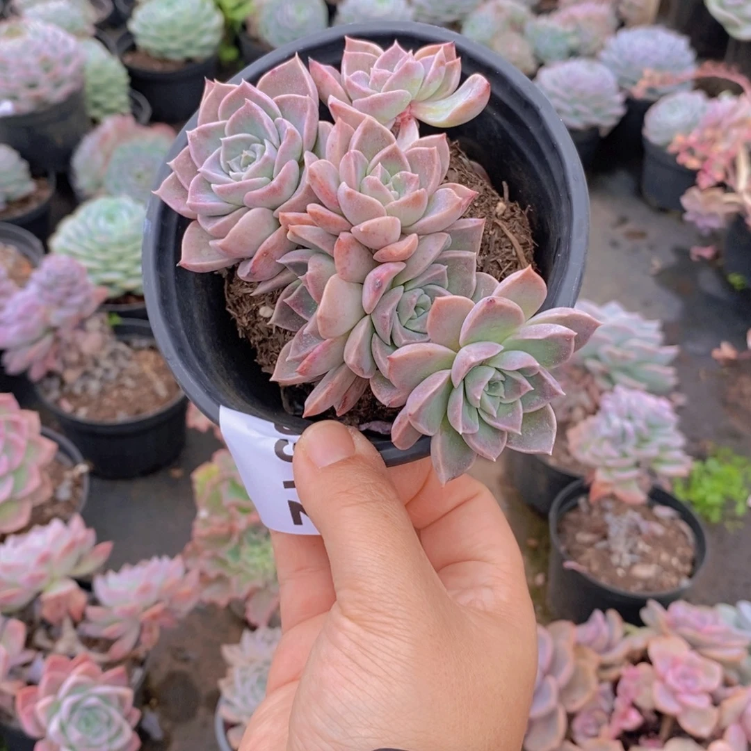 9912哈利沃森一物一拍