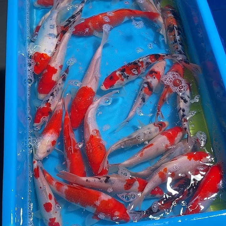 锦鲤纯种血统锦鲤鱼