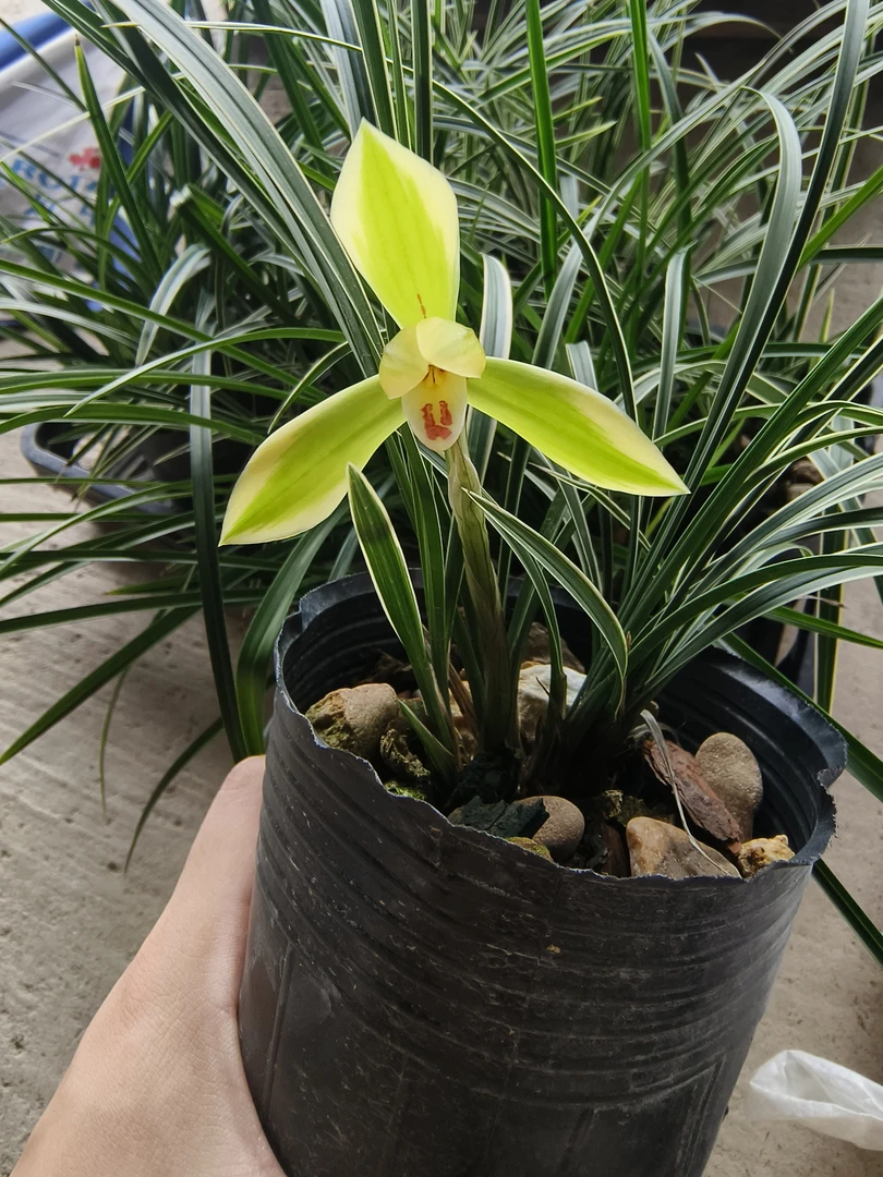 金边春兰：皎月浓香矮种绿植好养花卉室内盆栽