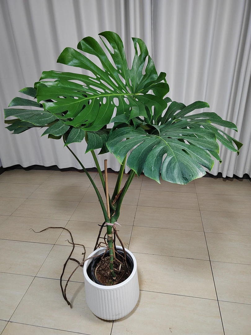 龟背竹老桩室内大型绿植滑盘净化空气大叶盆栽土水培均可269