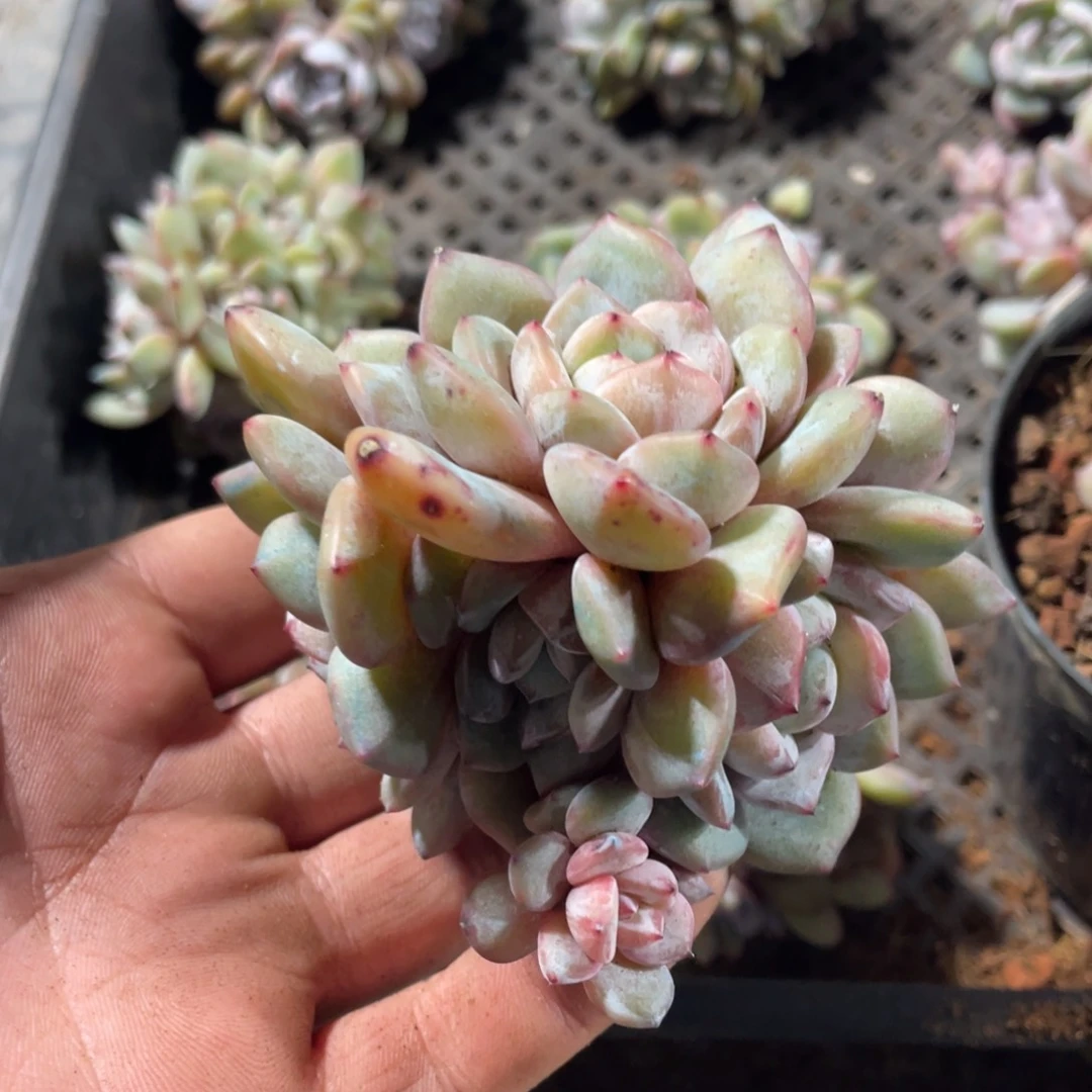 颜语专拍星影群生多头