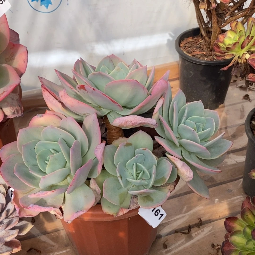 161白凤多头一物一拍