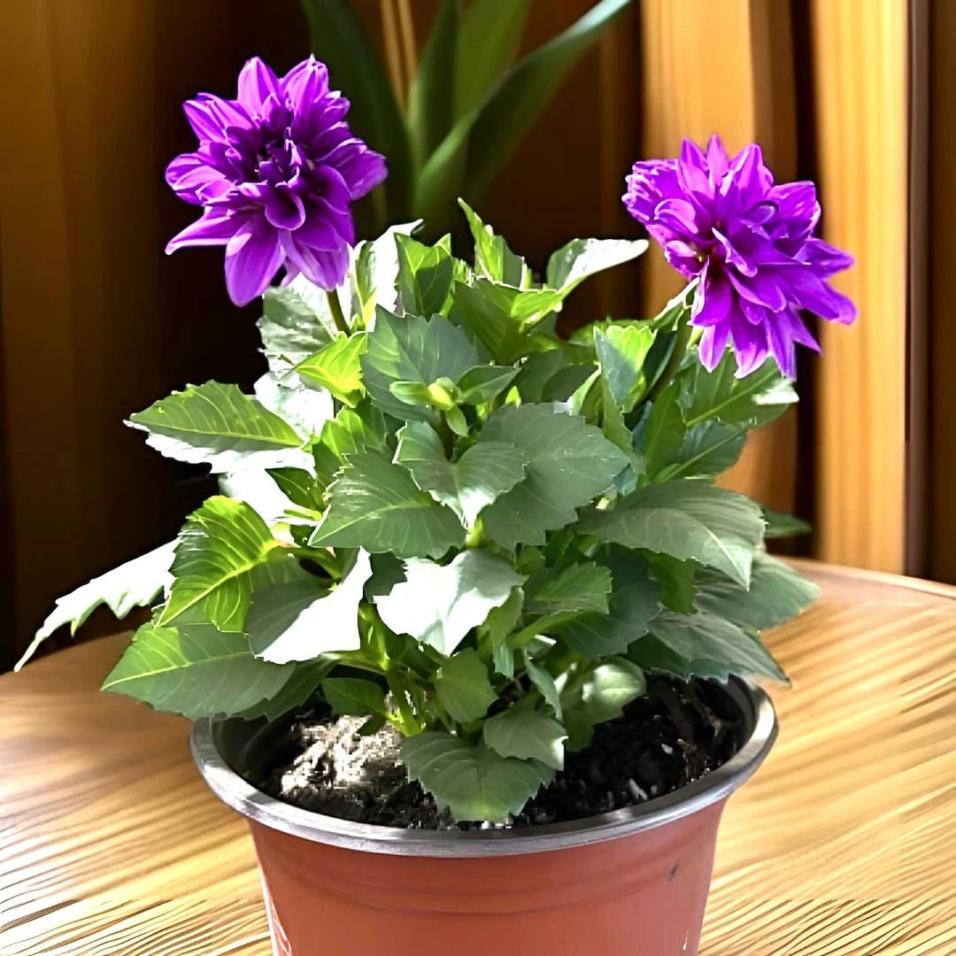 小丽花｜12cm盆【新疆包邮】