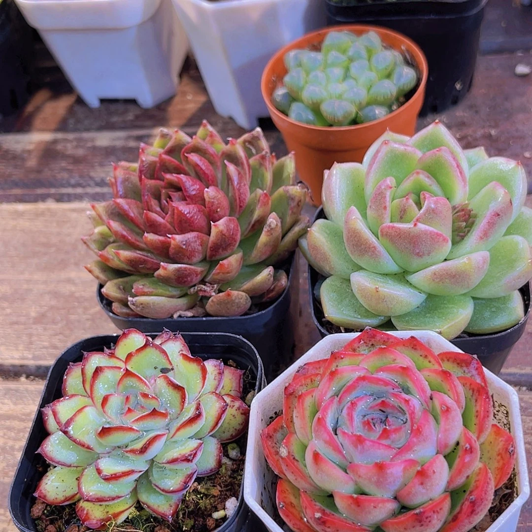 4盆玫瑰套餐带盆土