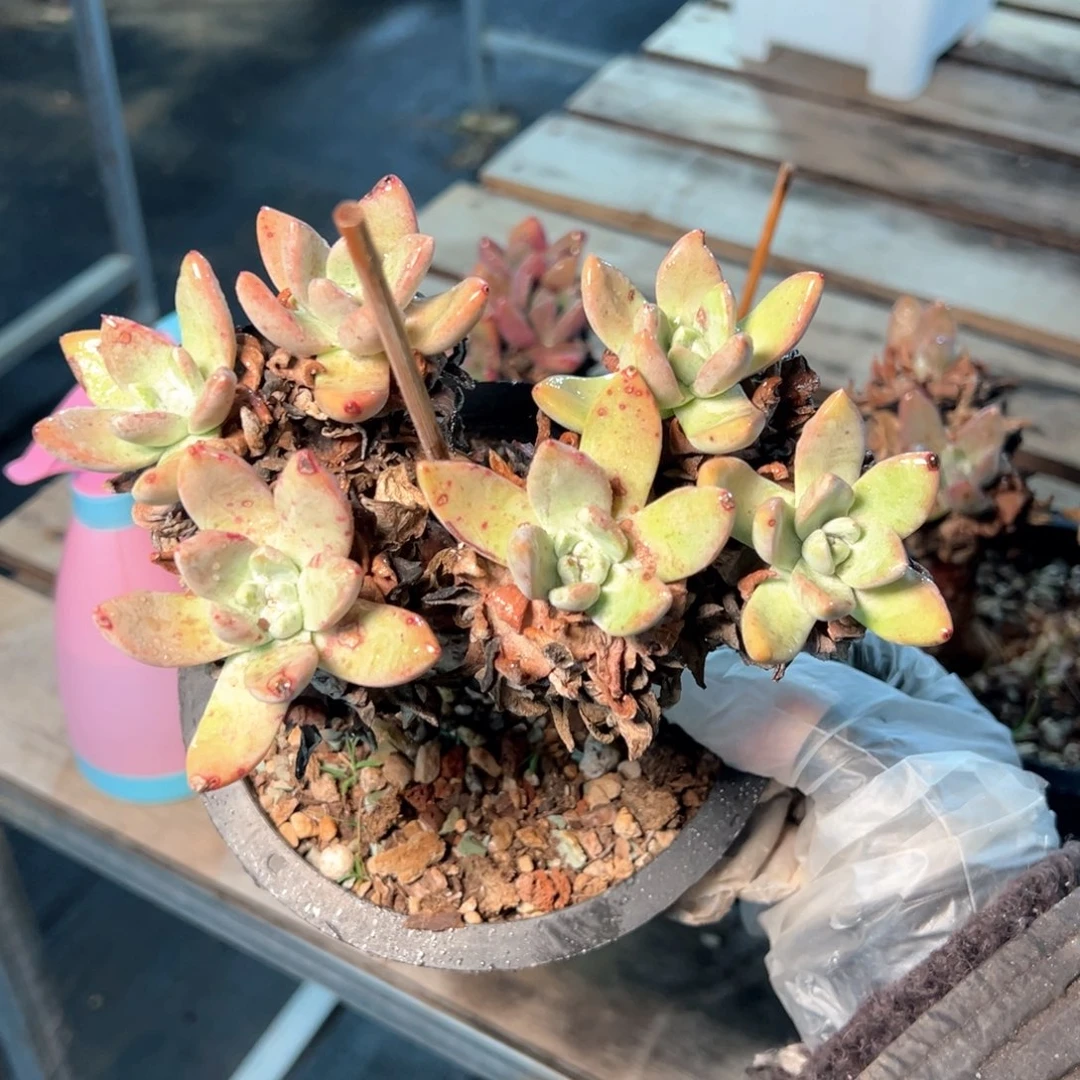 7137法姆哈哈哈哈哈哈