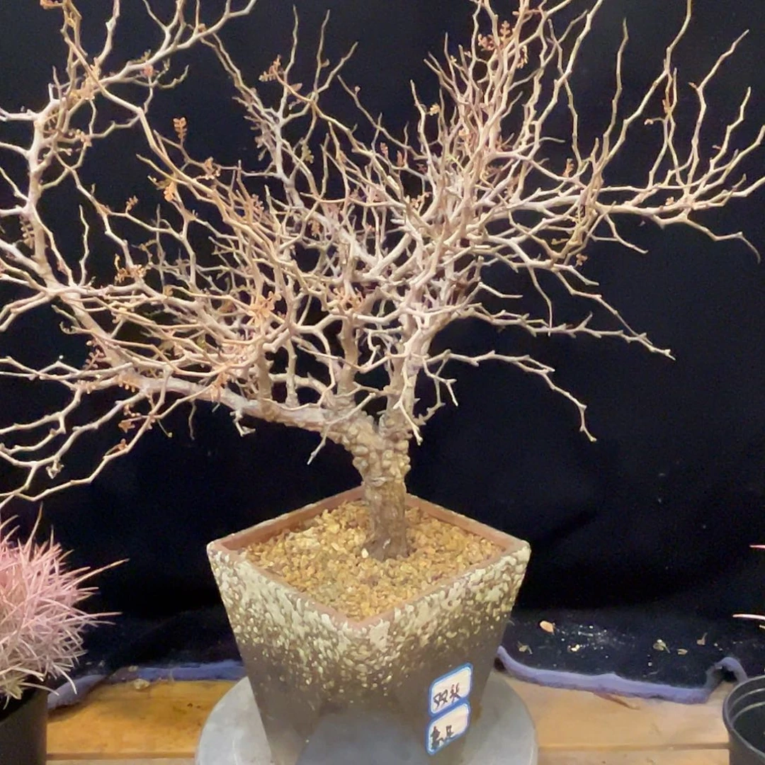 张***空汤圆植物象足漆树