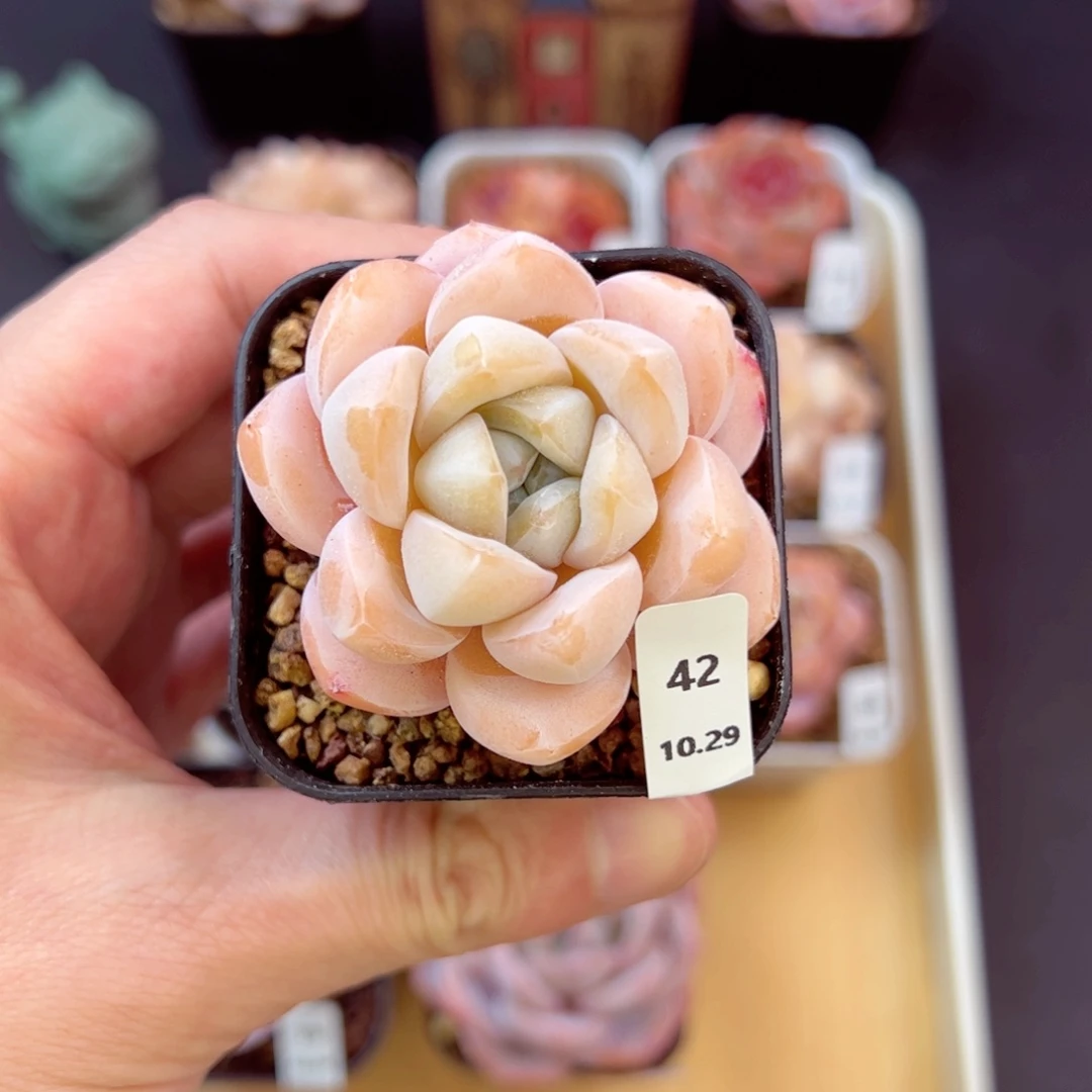 冰梦42、哈哈哈哈哈