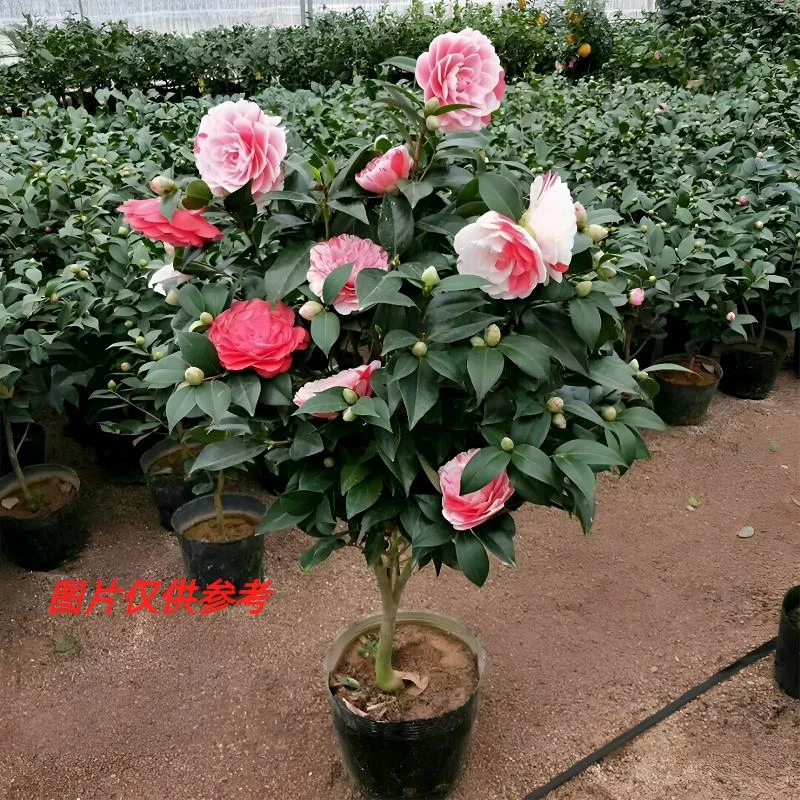 【F60~70送白色菱形盆】带花苞五色赤丹茶花四季盆栽原盆原土室外