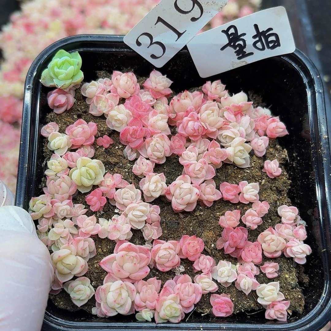 多肉植物多肉植物319量拍