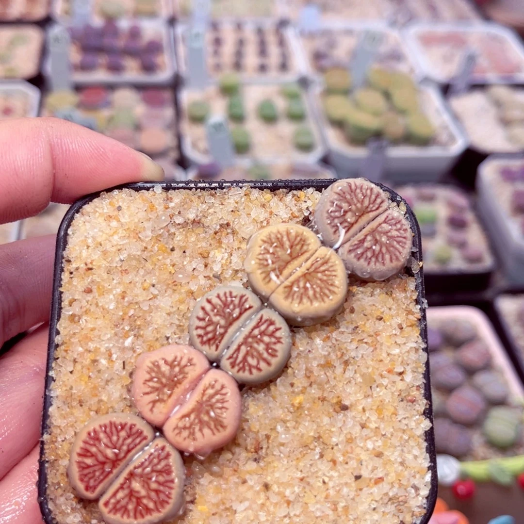 219号带盆包邮发货