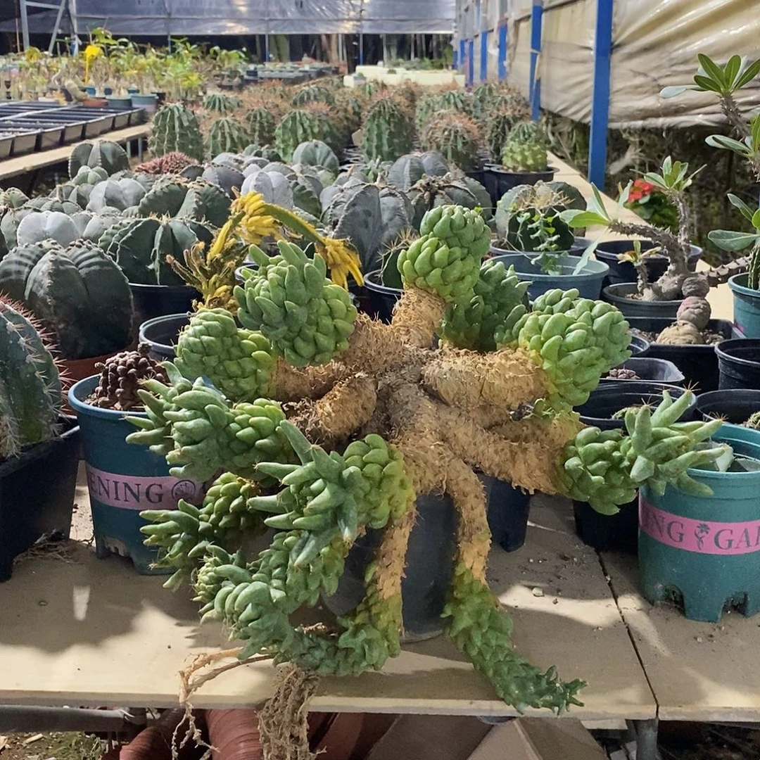 烟***雾33号拍品。