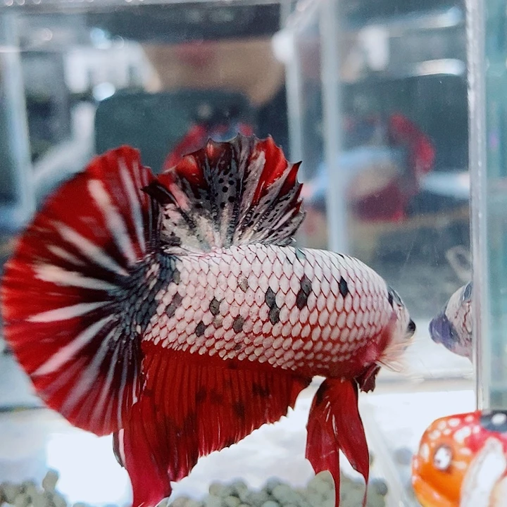 斗鱼黑59号巨斗将军