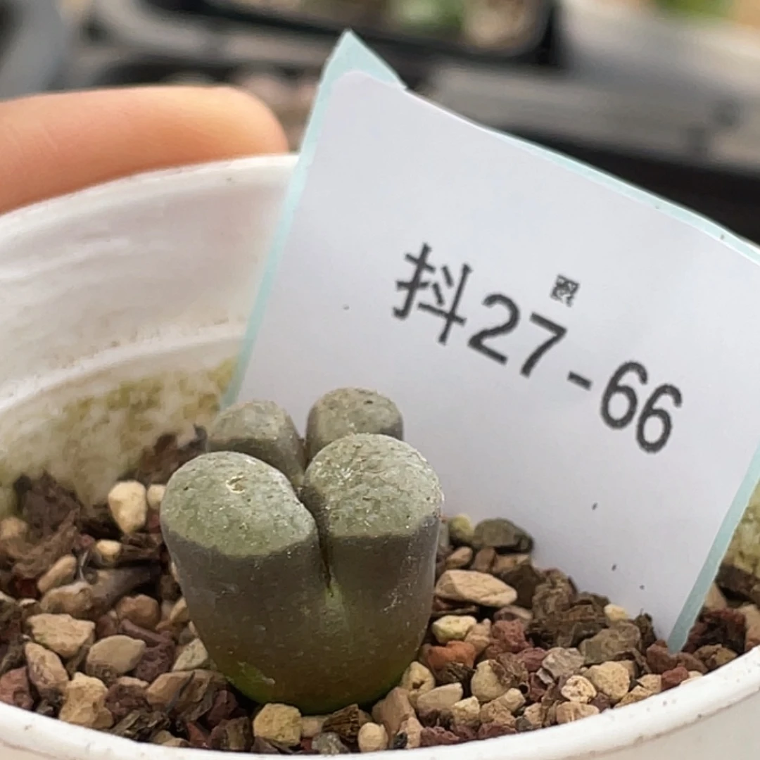 水***冻27-66肉锥多肉植物