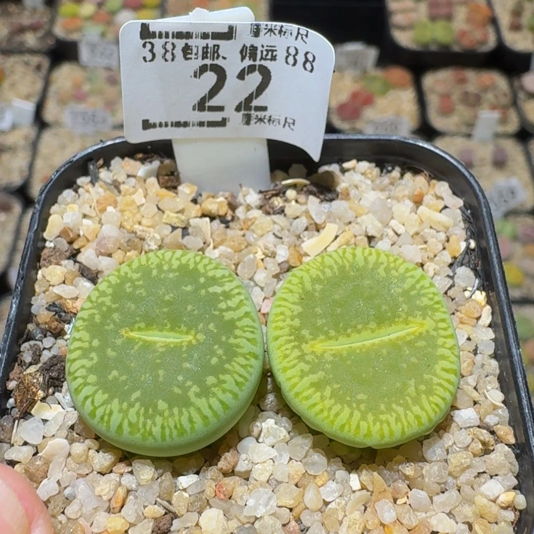 Sssss绝绝绝子生石花22
