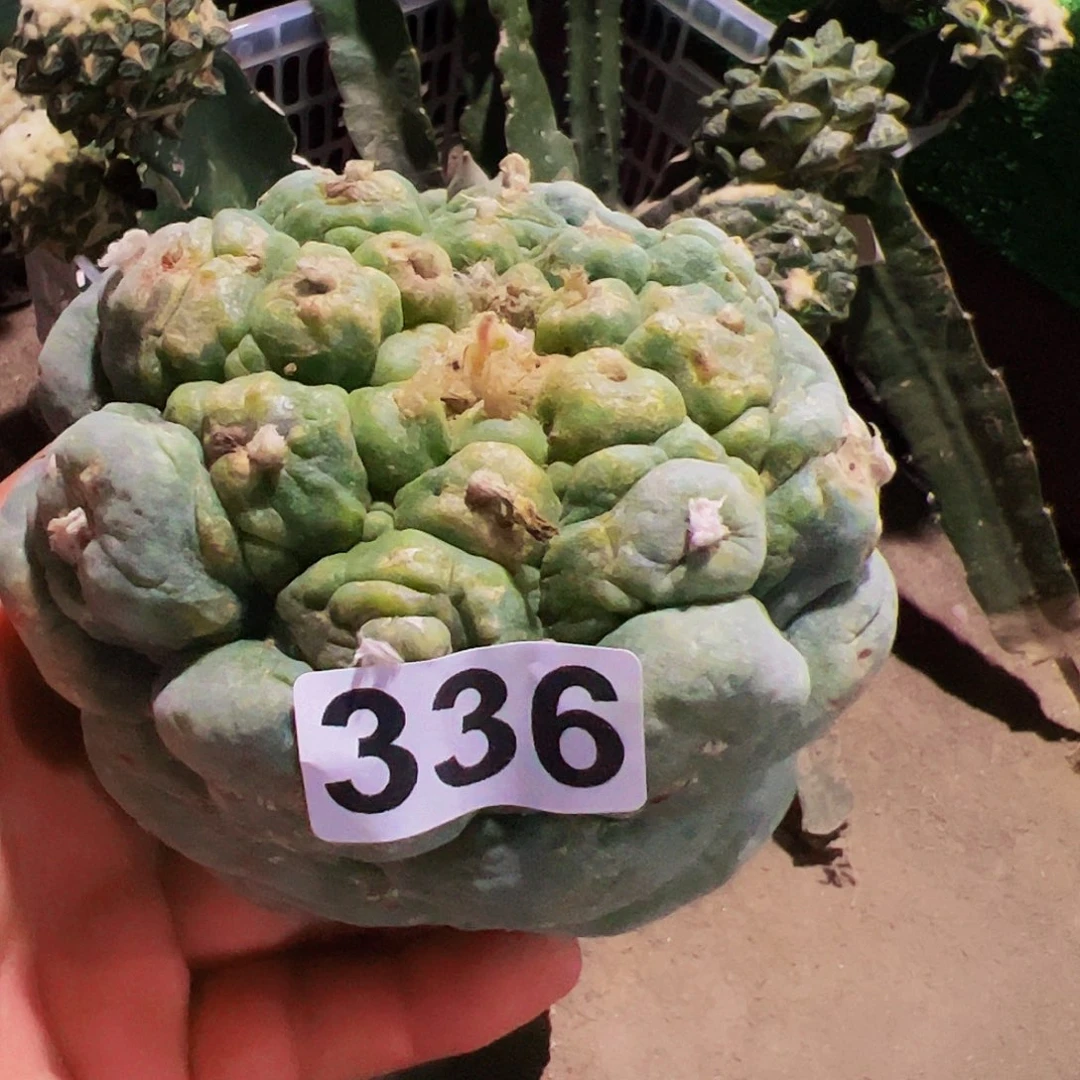 迷****无花朵福利大仙336有干疤