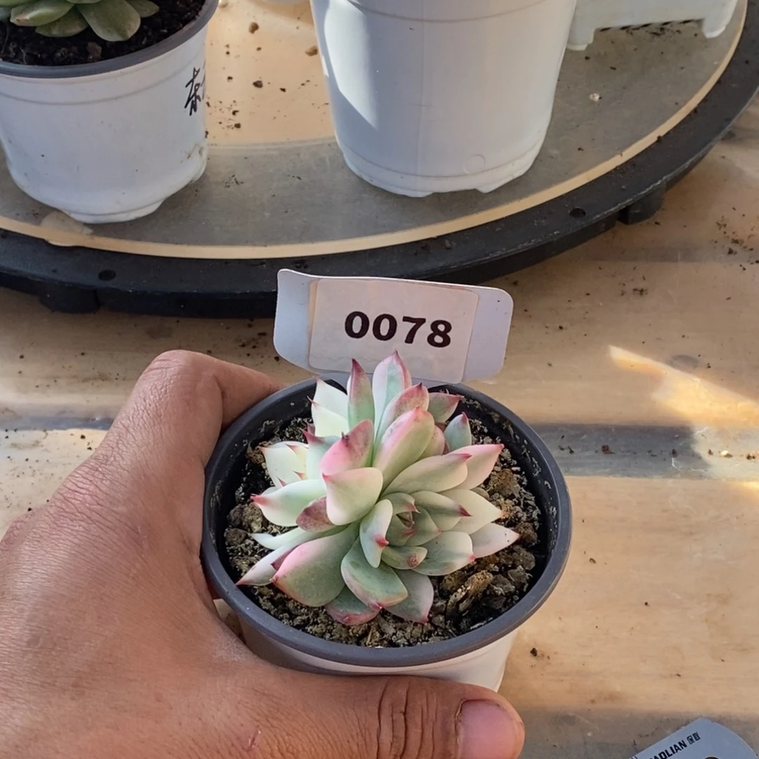 0078吉娃娃哈哈哈哈哈哈