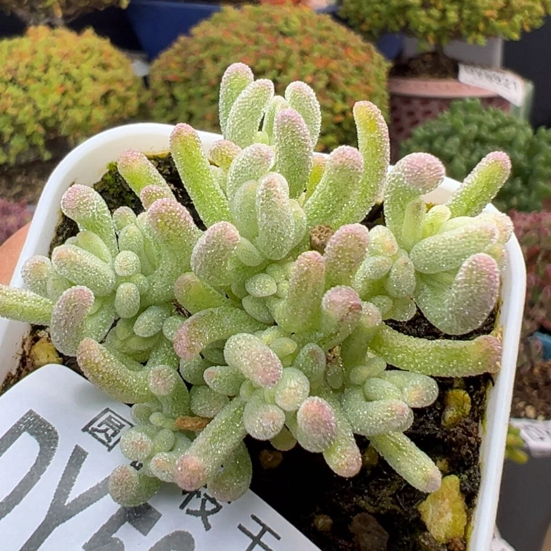 dy5953小可爱橙叶锦冠幅4cm