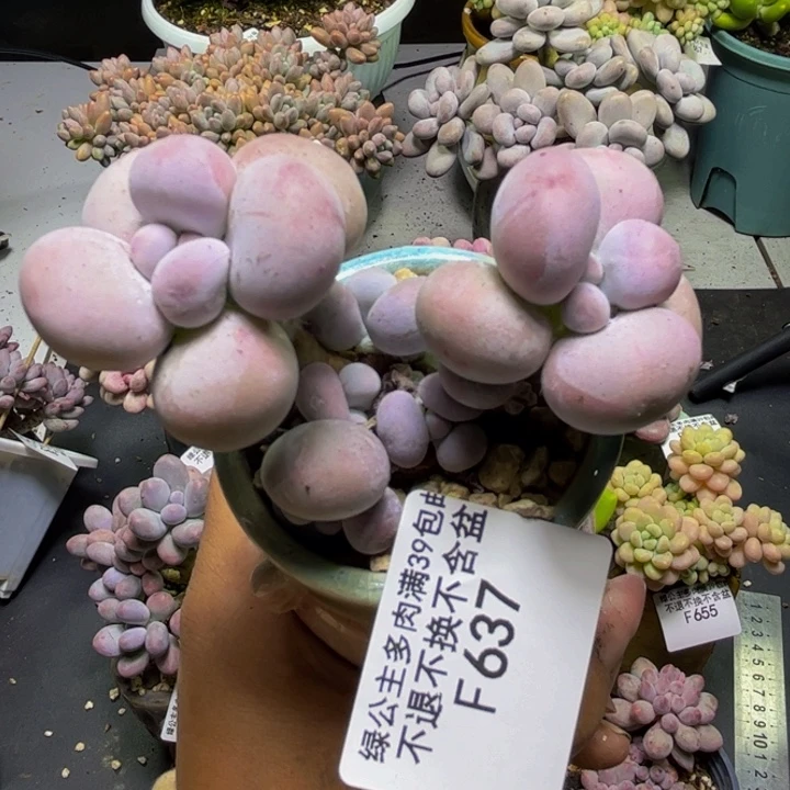 芭比奶酪637/8cm多肉