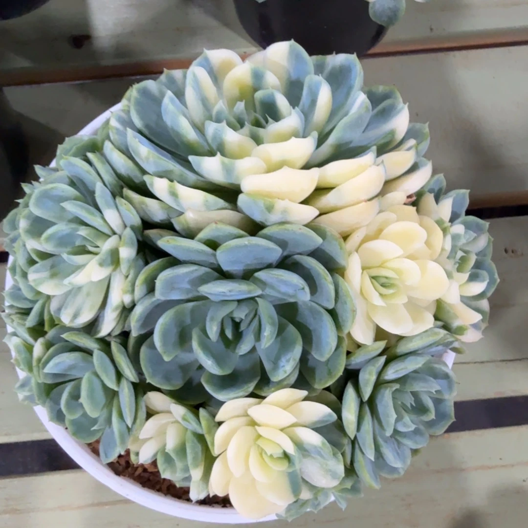 贝瑞拉丝锦，锦上园艺一物一拍