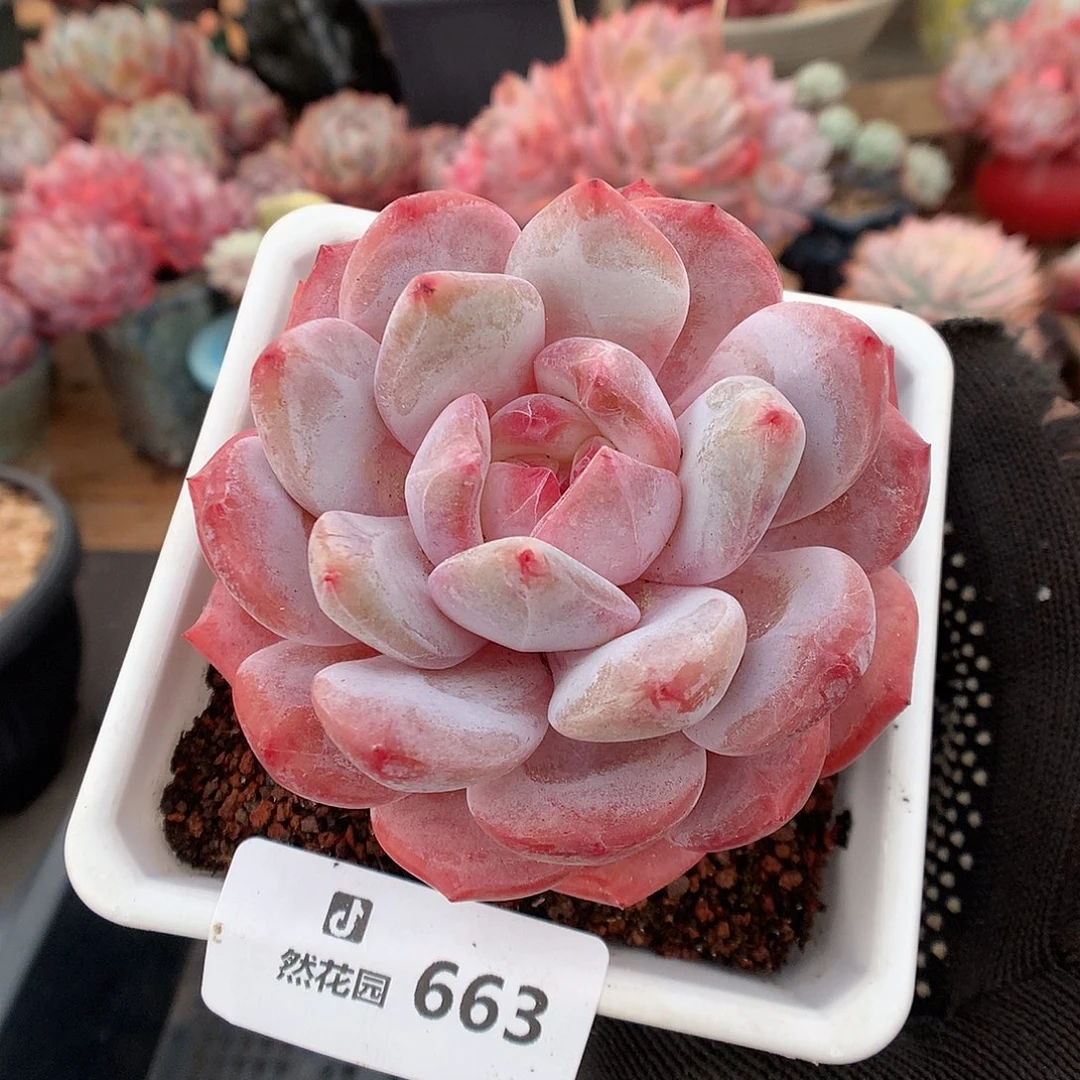 663紫皮多肉植物6666