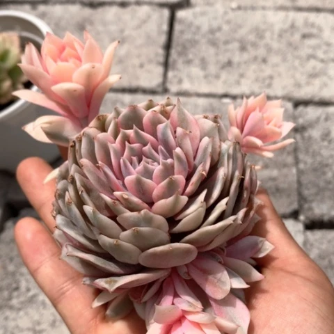 幸****❤粉蝶锦。锦龙多肉园艺