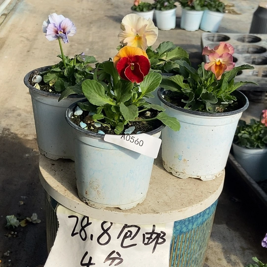 大部分花苞少量开放560