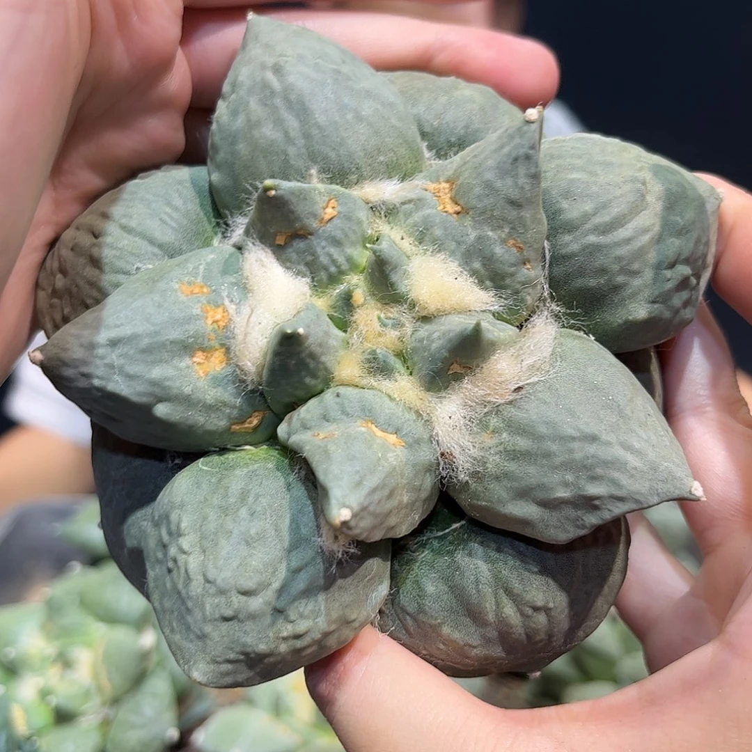 10cm自根丸尤微怒怒涛牡丹萝卜根