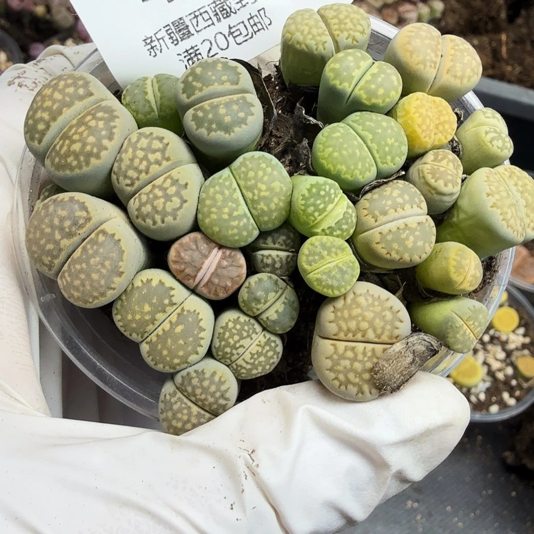 我就去吃你煮我给买饭464