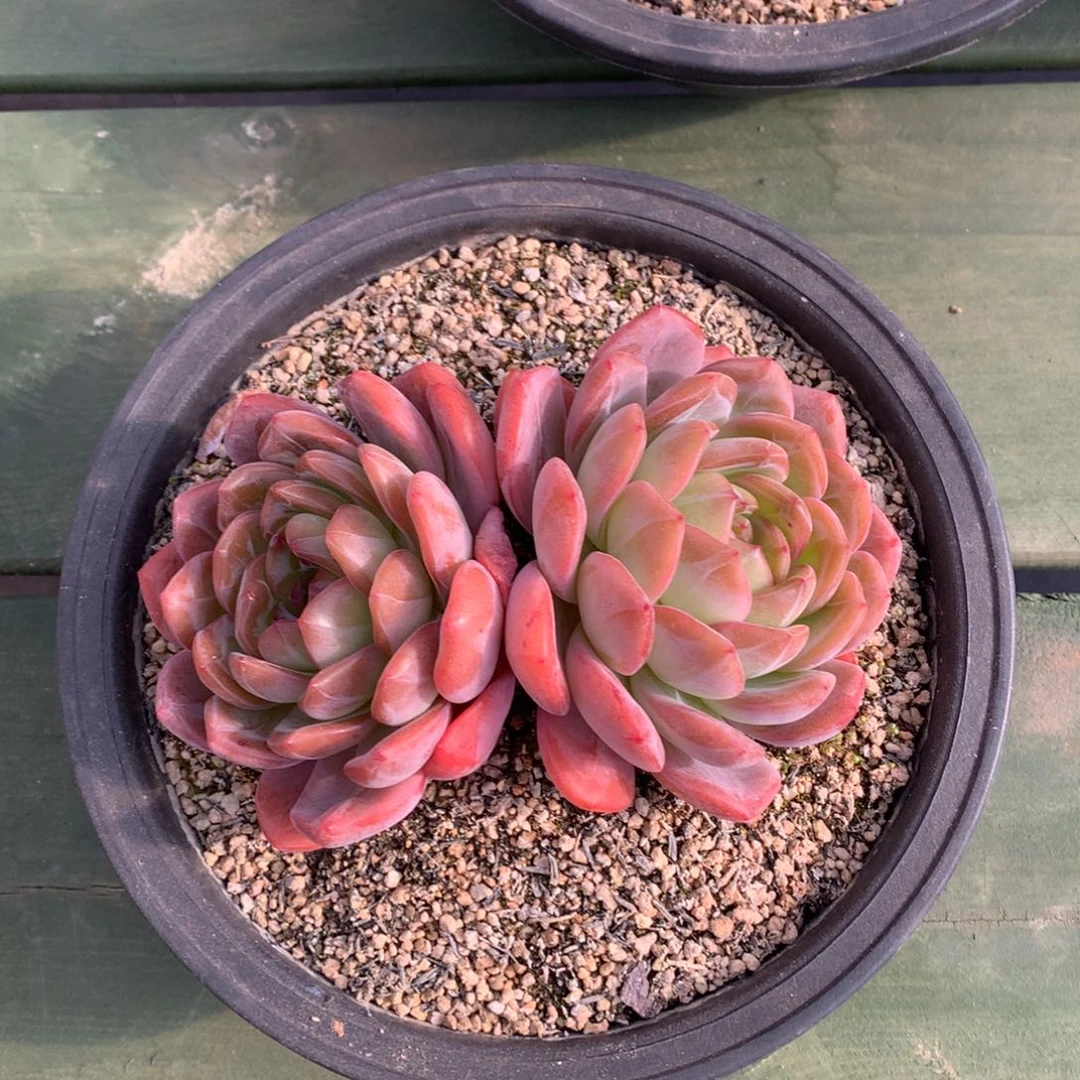 大双头 全明星 一颗