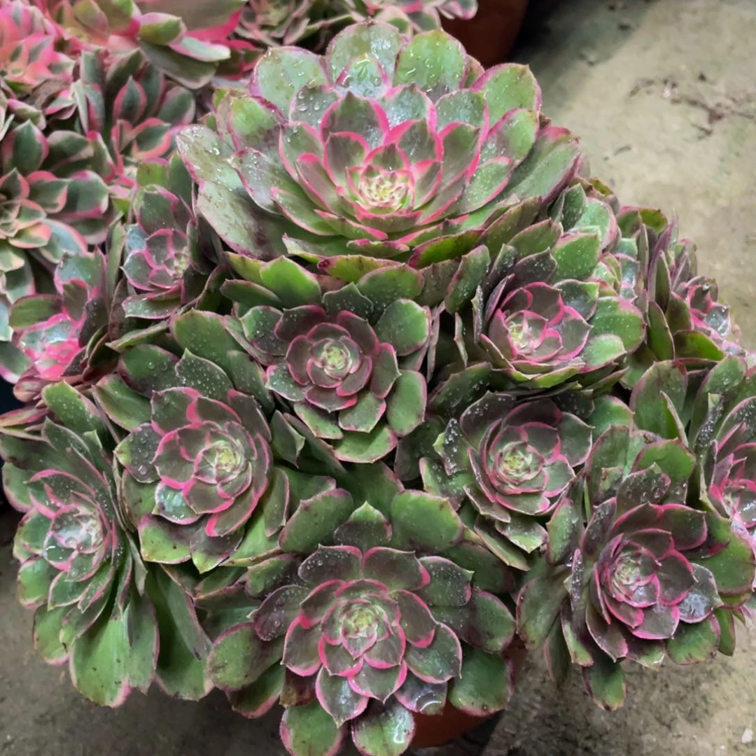 948夜宴精品法师老桩