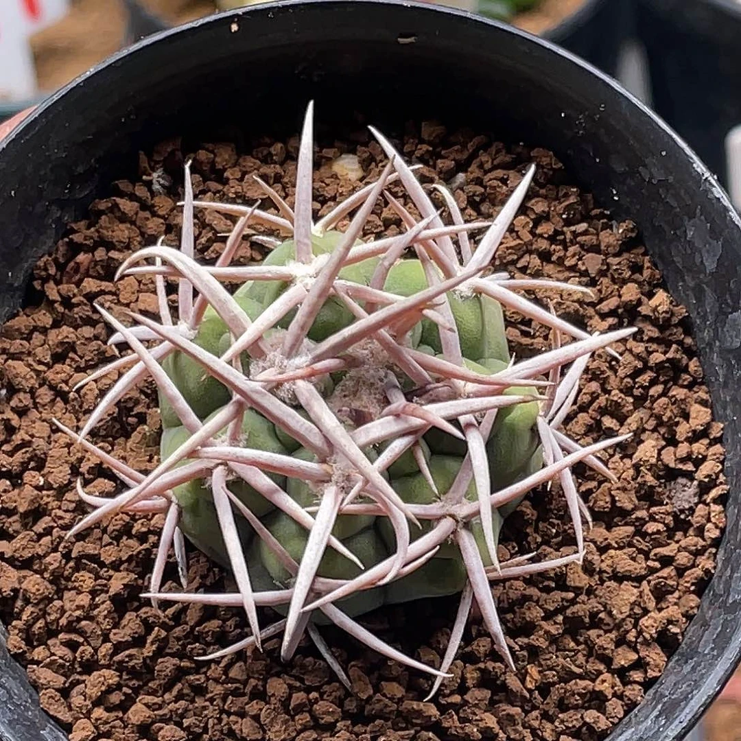 实生五十铃狂刺碧岩玉