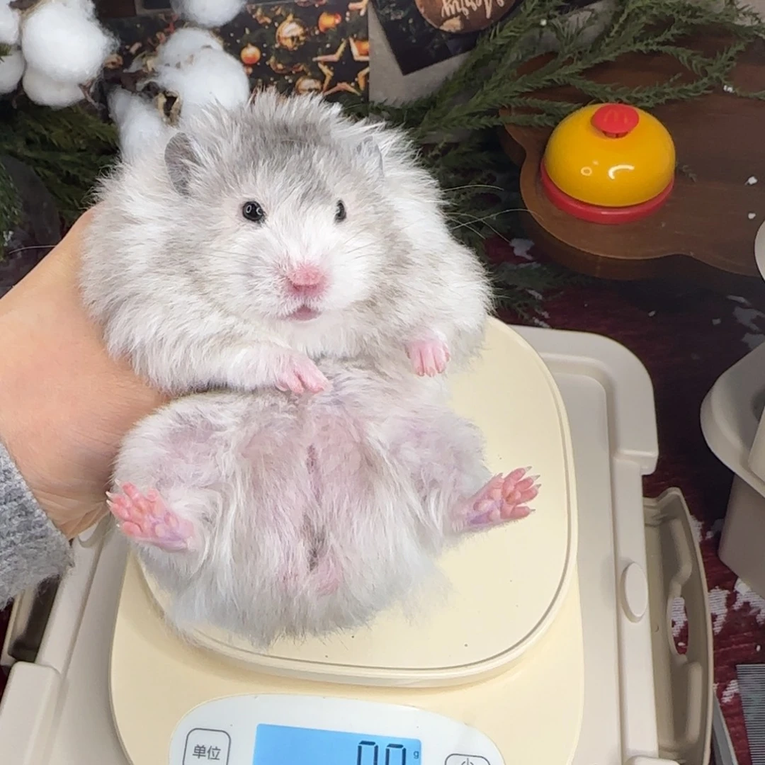 黑波弟弟8.26生日