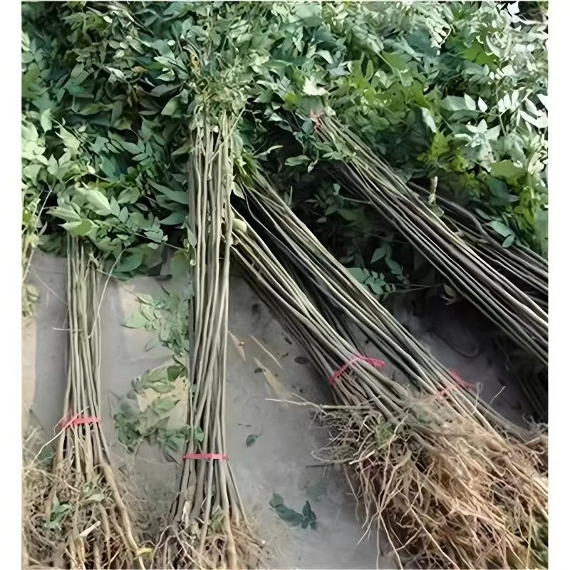 栾树树苗黄山园林庭院风景树小苗行道大型耐寒绿化苗木红叶户外