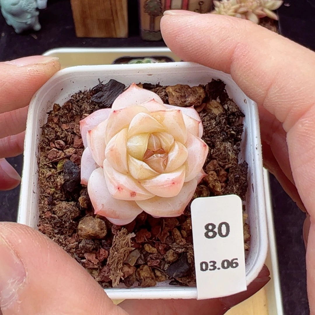 柰*黄钻80、哈哈哈哈