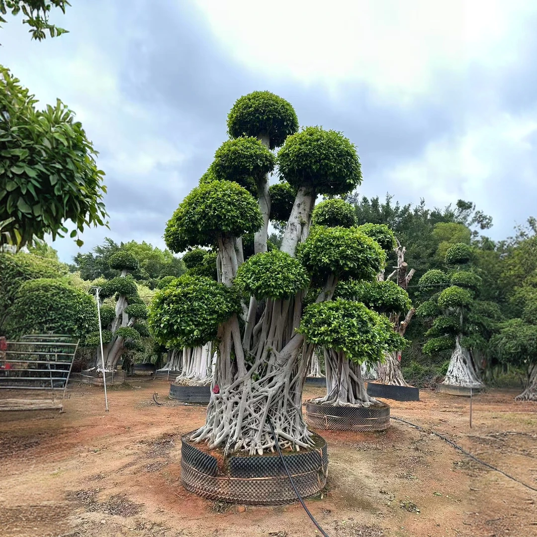 金钱榕 小叶榕 四季常青