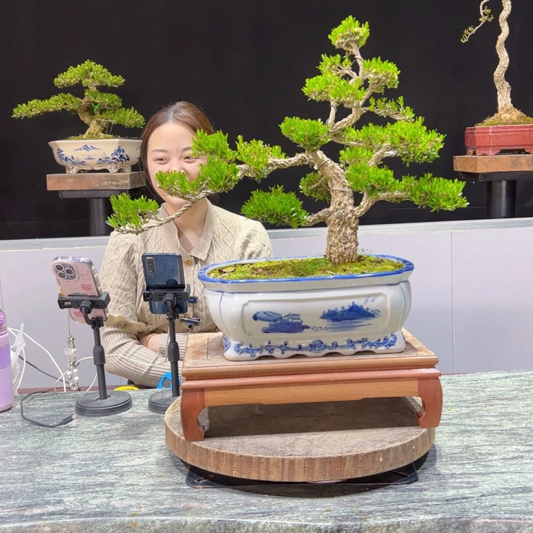 黄杨盆景老桩四季长青