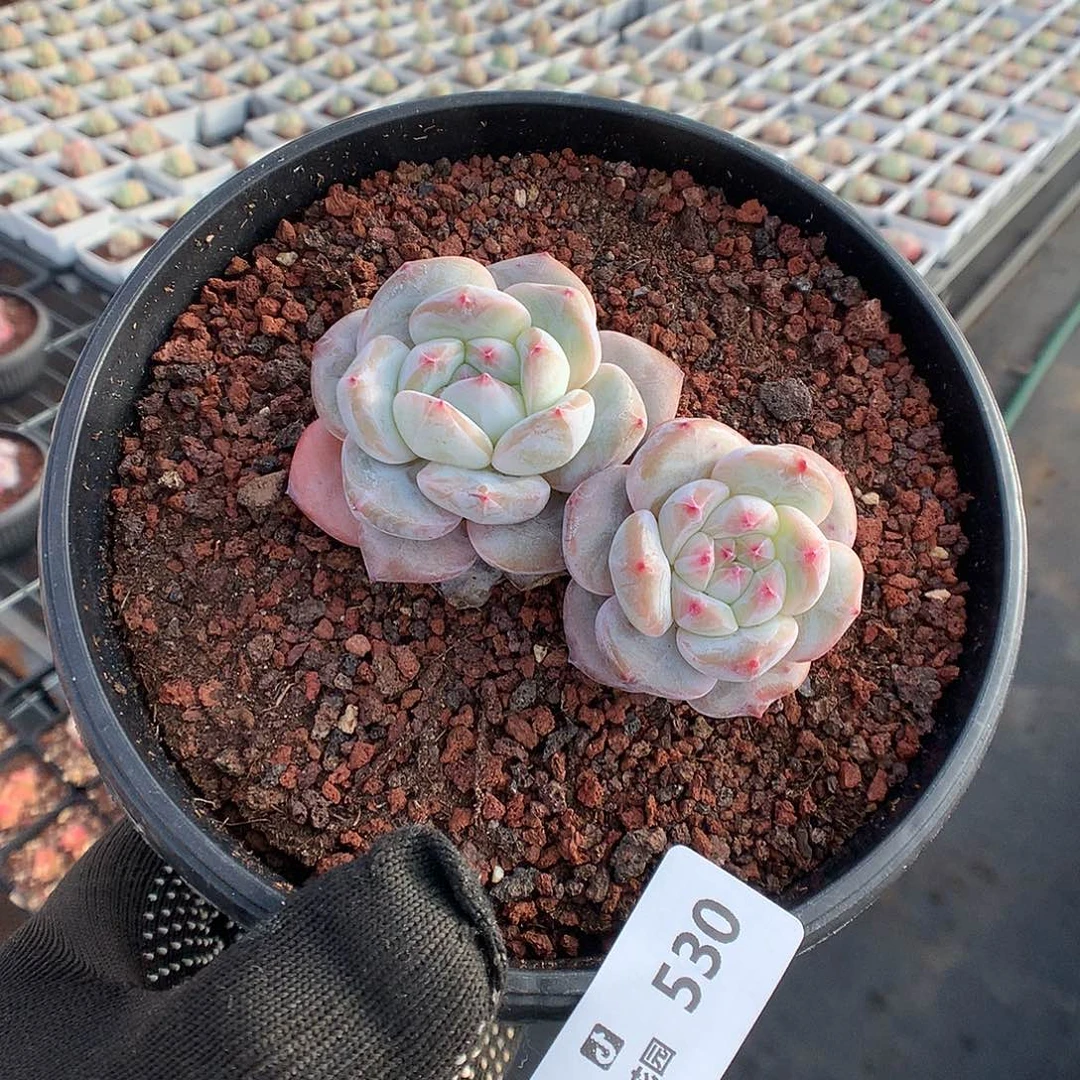 530星影多肉植物666
