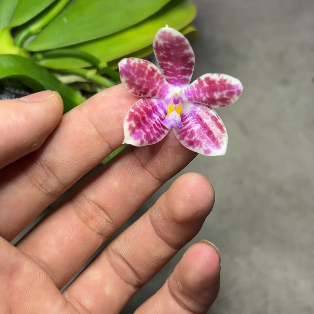 完全开放l885三寸盾交蘑菇