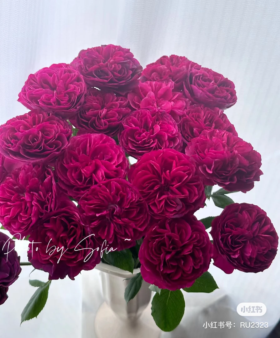 楠桐圆玫瑰10支一单包邮