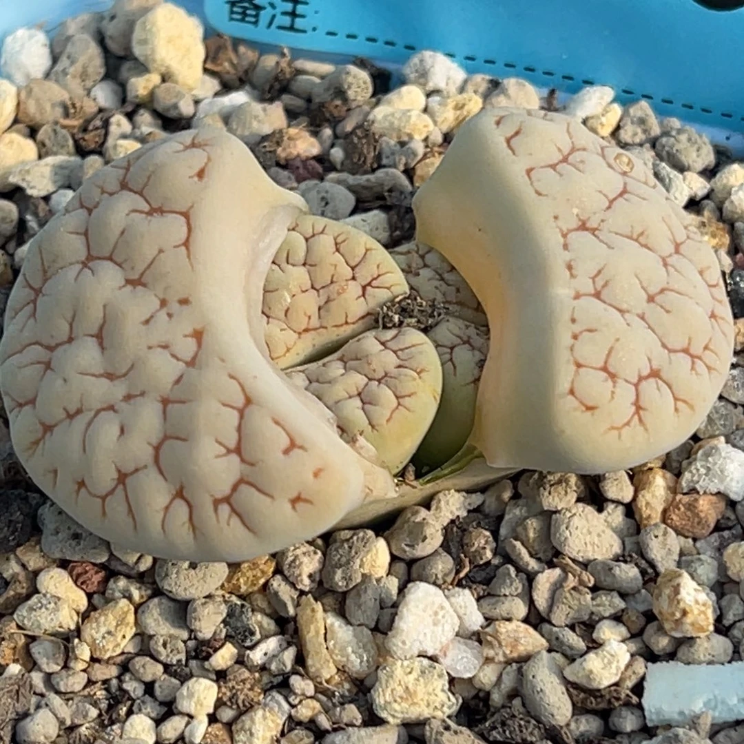 9046双头脑纹189一颗